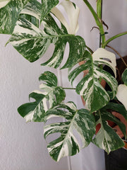 Monstera Variegata (zum aussuchen)
