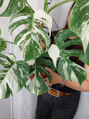Monstera Variegata (zum aussuchen)