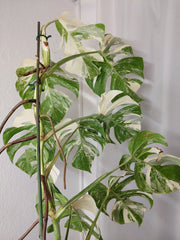 Monstera Variegata (zum aussuchen)