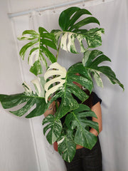 Monstera Variegata (zum aussuchen)