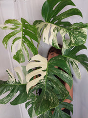 Monstera Variegata (zum aussuchen)