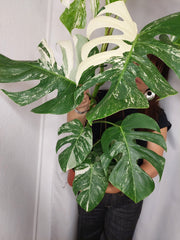 Monstera Variegata (zum aussuchen)