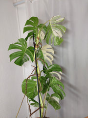 Monstera Variegata (zum aussuchen)