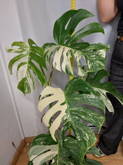 Monstera Variegata (zum aussuchen)
