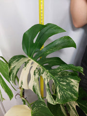 Monstera Variegata (zum aussuchen)