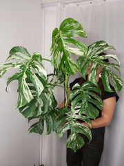 Monstera Variegata (zum aussuchen)