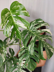 Monstera Variegata (zum aussuchen)