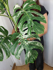 Monstera Variegata (zum aussuchen)