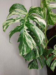 Monstera Variegata (zum aussuchen)
