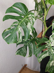 Monstera Variegata (zum aussuchen)