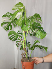 Monstera Variegata (zum aussuchen)