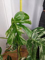 Monstera Variegata (zum aussuchen)