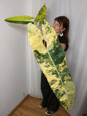 Philodendron Billietiae Variegata XXL