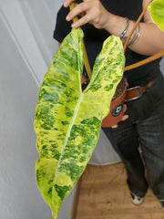 Philodendron Billietiae Variegata XXL