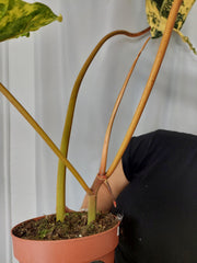 Philodendron Billietiae Variegata XXL