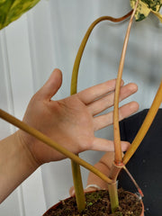 Philodendron Billietiae Variegata XXL
