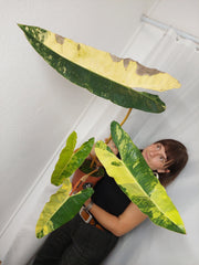 Philodendron Billietiae Variegata XXL