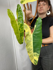 Philodendron Billietiae Variegata XXL