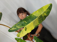 Philodendron Billietiae Variegata XXL