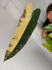 Philodendron Billietiae Variegata XXL