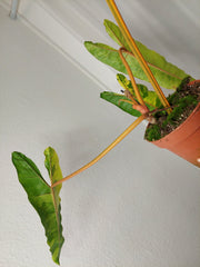 Philodendron Billietiae Variegata XXL