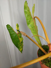 Philodendron Billietiae Variegata XXL