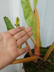 Philodendron Billietiae Variegata XXL