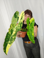 Philodendron Billietiae Variegata XXL