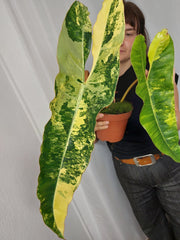 Philodendron Billietiae Variegata XXL