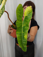 Philodendron Billietiae Variegata XXL