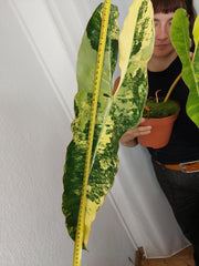 Philodendron Billietiae Variegata XXL