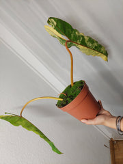 Philodendron Billietiae Variegata XXL