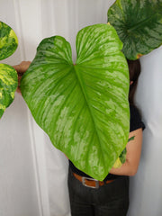 Philodendron Mamei Aurea Variegata