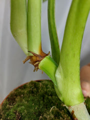 Philodendron Mamei Aurea Variegata