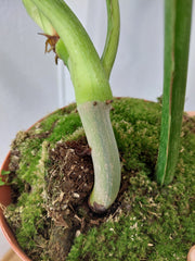 Philodendron Mamei Aurea Variegata