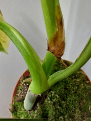 Philodendron Mamei Aurea Variegata