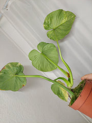 Philodendron Mamei Aurea Variegata
