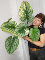 Philodendron Mamei Aurea Variegata