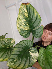Philodendron Mamei Aurea Variegata