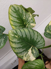 Philodendron Mamei Aurea Variegata