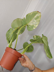 Philodendron Mamei Aurea Variegata