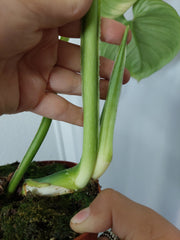 Philodendron Mamei Aurea Variegata