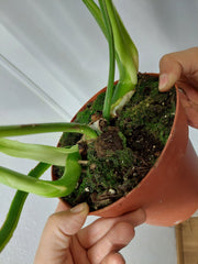 Philodendron Mamei Aurea Variegata