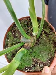 Philodendron Mamei Aurea Variegata