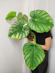 Philodendron Mamei Aurea Variegata