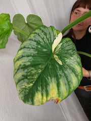 Philodendron Mamei Aurea Variegata