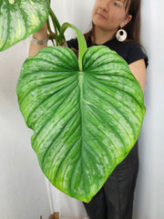 Philodendron Mamei Aurea Variegata