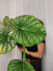Philodendron Mamei Aurea Variegata