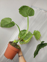 Philodendron Mamei Aurea Variegata