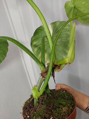 Philodendron Mamei Aurea Variegata